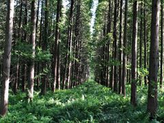 -黄海国家森林公园