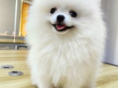 -唐小姐の私宠·宠物洗护美容·撸猫馆·购宠(周浦万达旗舰店)