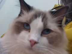 -1013 PET SHOP精品宠物商店(丁香店)