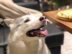 -百好乐宠物友好餐厅(朝外大街店)