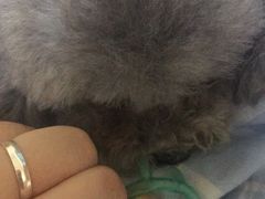 -瑞派宠物医院·24小时骨科·心脏·核磁(哈尔滨南岗店)