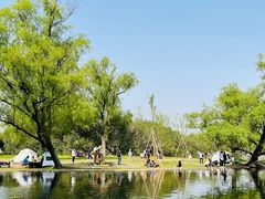 -上海共青森林公园