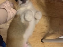 -翊宠yipet猫狗购宠庄园犬舍•猫舍