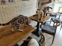 -平行世界·猫咖(首经贸店)