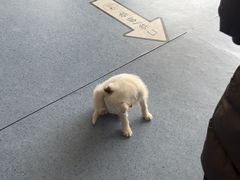 -顺强宠物诊所·狂犬免疫·夜诊·骨科(嘉定店)