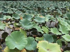 -长兴太湖图影湿地文化园