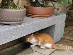 -龙华寺