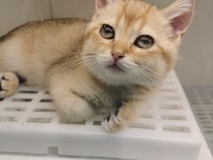 -lincat·猫舍(广州店)