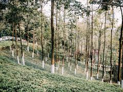 -重庆彩云湖湿地公园