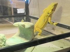 -酷以爬仙阁实体爬宠店·守宫·蜥蜴·专业繁育