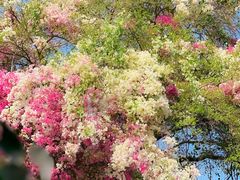 -深圳国际园林花卉博览园