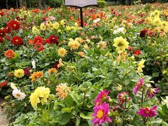 -黑龙江省森林植物园