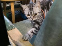 -李小姐の猫咖啡馆(五角场店)