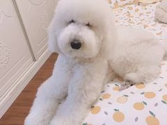 -唐小姐の猫狗洗护·购宠旗舰店(周浦万达店)