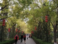 -大槐树寻根祭祖园