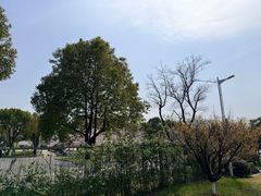-羊山湖公园
