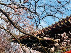 -桃花堤公园