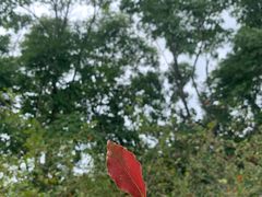 -昆山城市生态森林公园