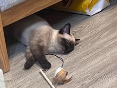 -四月宠物医院·猫专科·心脏专科·内科(转塘店)
