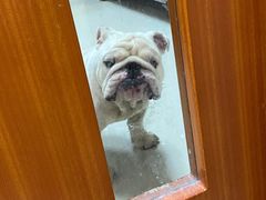 -艾贝尔宠物诊疗