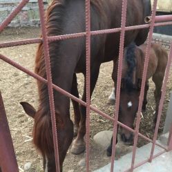 -萌宠亲子动物乐园(槐房万达店)