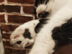 -猫友咖啡店(玉林西路店)