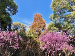-梅花山(明孝陵内)