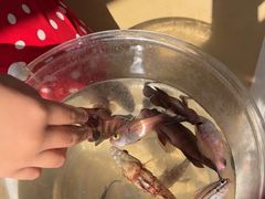 -小猫钓鱼海钓俱乐部(椰梦长廊店)