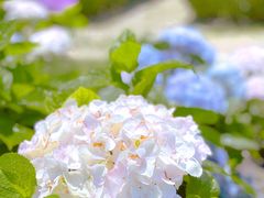 -上海共青森林公园