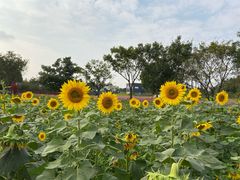 -杭州湾海上花田景区