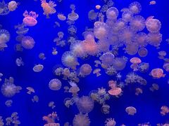 -江和美海洋公园