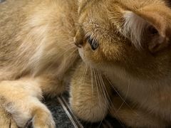 -飞行喵MR PILOT|猫舍·猫咖(静安大融城店)
