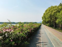 -贡湖湾湿地公园