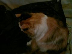 豆包儿 小名-Sirena海妖日咖夜酒