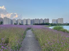 -洋湖国家湿地公园