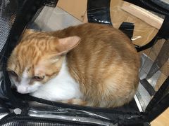 -瑞派名望24h动物医院异宠专科·猫专科·骨科·重症监护分院