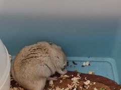 -石家庄市动物园