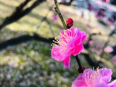 -京都御所