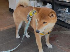 -啡语