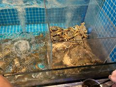 -曼格活海鲜·牛排自助(光明蓝鲸店)