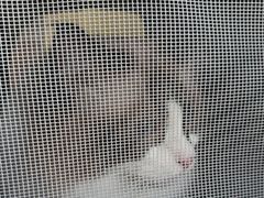 -瑞鹏宠物医院·内科·中兽医·骨科(苗圃店)