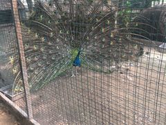 -意大利农场度假村