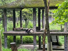 -中国大熊猫保护研究中心雅安碧峰峡基地