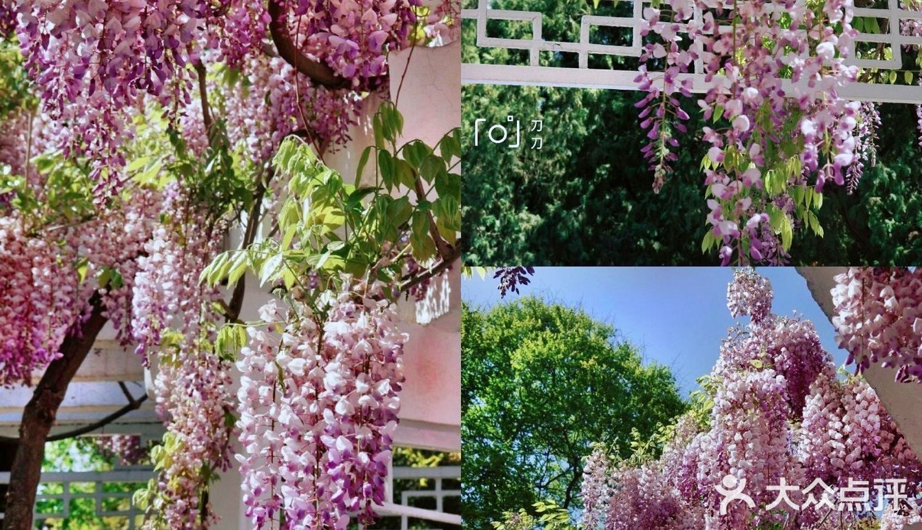 北京紫藤观赏攻略｜8大最佳宝藏地