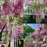 北京紫藤观赏攻略｜8大最佳宝藏地