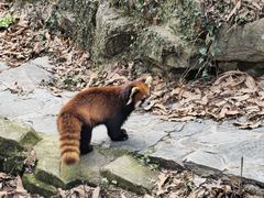 -杭州动物园