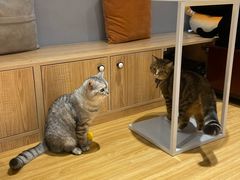 -啵啵喵·猫咖(攀华国际店)
