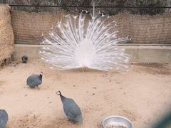 -秦皇岛野生动物园
