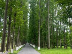 -黄海国家森林公园