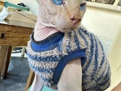-猫小院猫主题餐厅(南锣旗舰店)